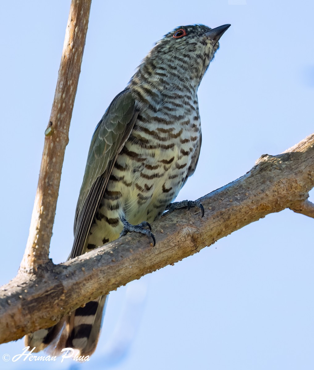 Little Bronze-Cuckoo - ML651048951