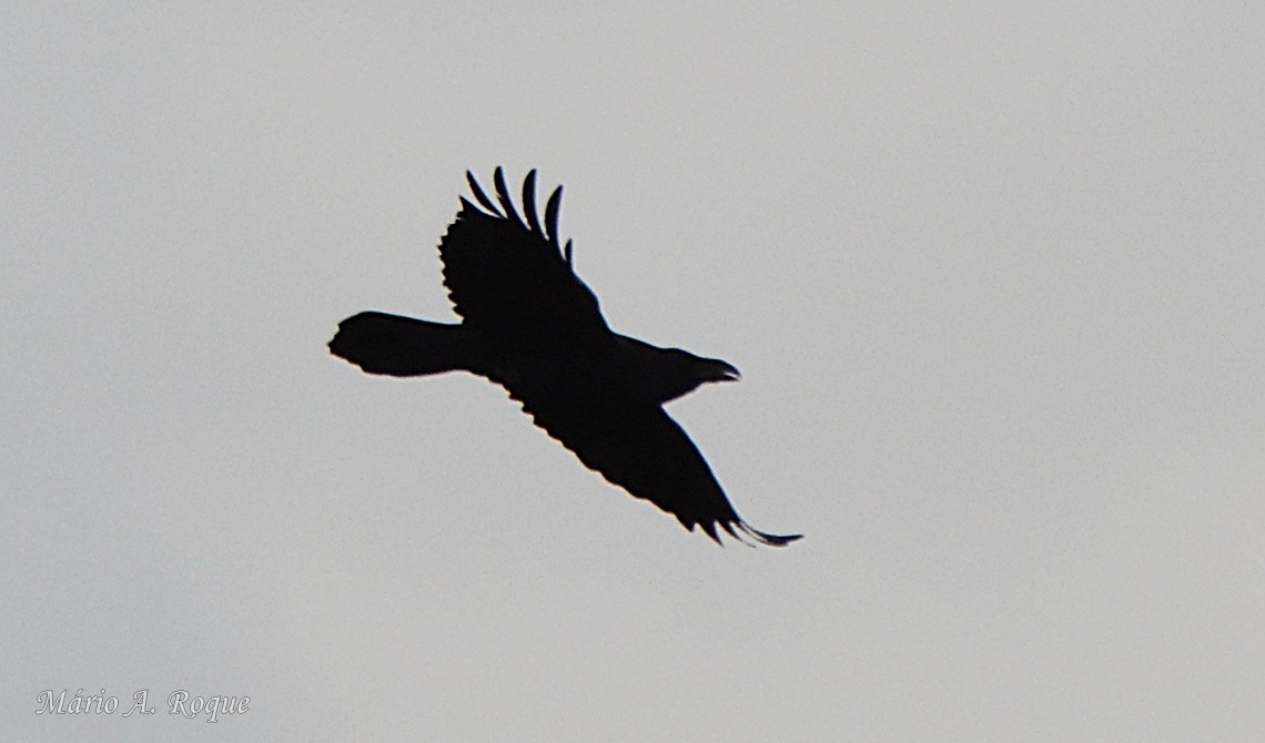 Common Raven - ML651049030