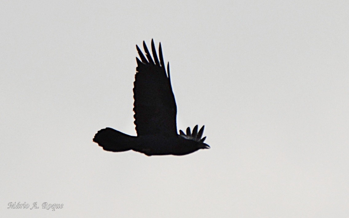 Common Raven - ML651049031