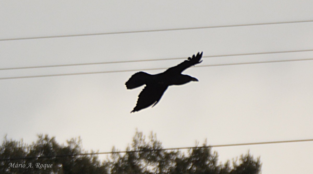 Common Raven - ML651049032