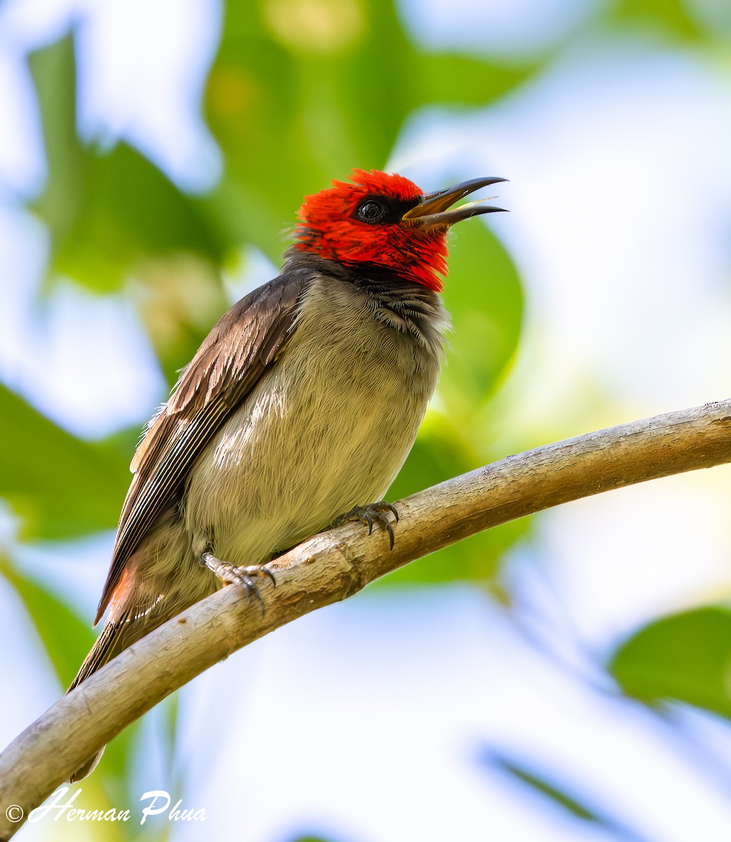 Red-headed Myzomela - ML651049033