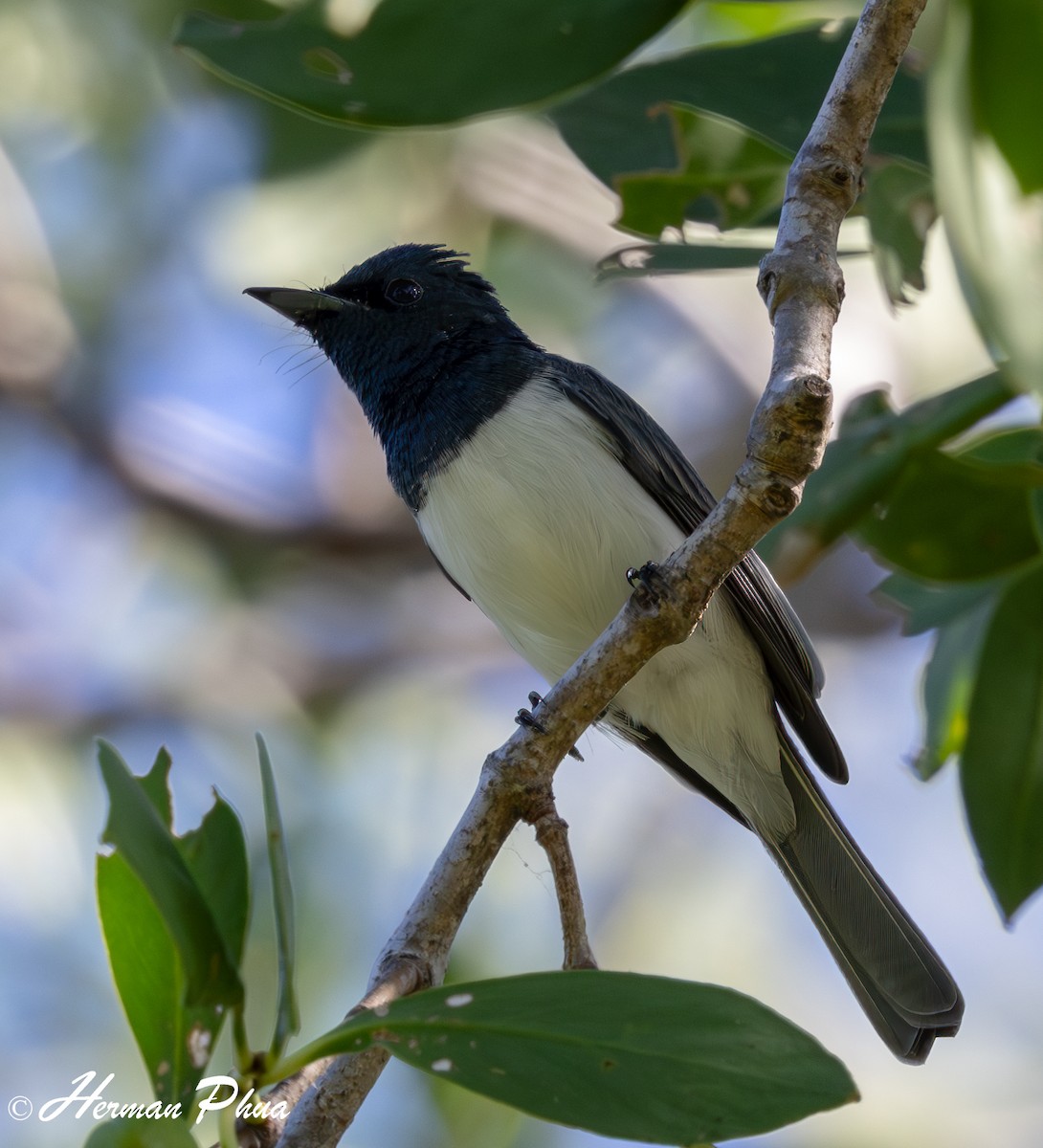 Leaden Flycatcher - ML651049060
