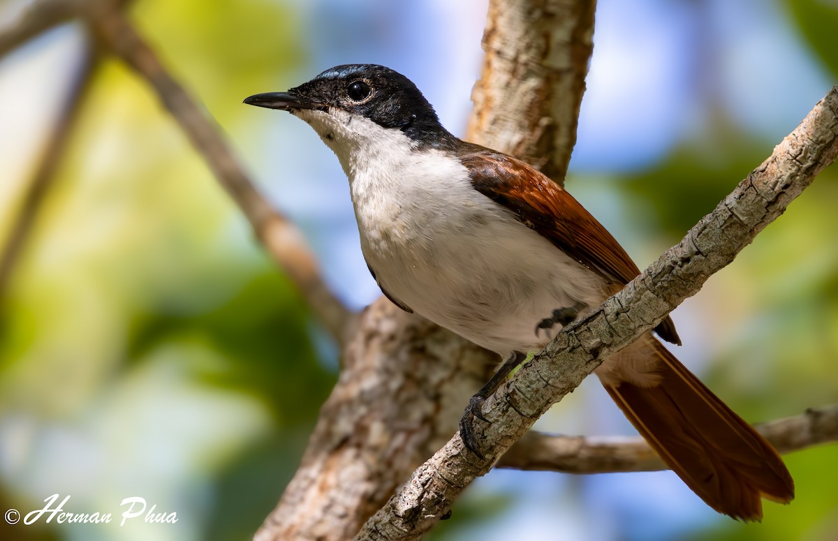Shining Flycatcher - ML651049077