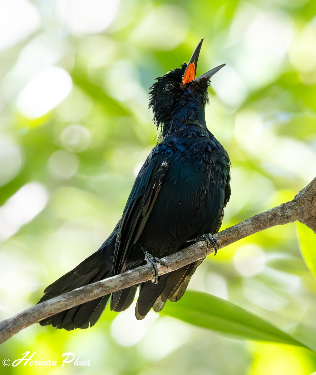 Shining Flycatcher - ML651049078