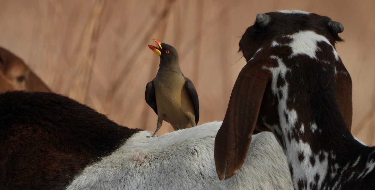 Yellow-billed Oxpecker - ML651049091