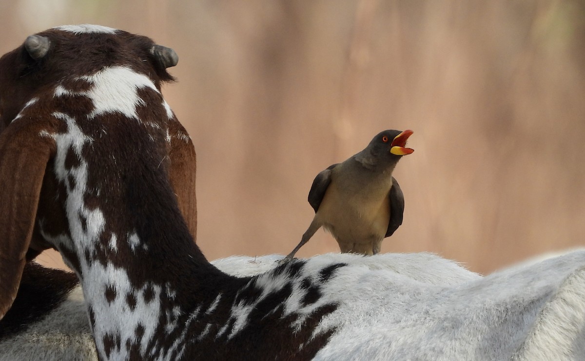 Yellow-billed Oxpecker - ML651049096