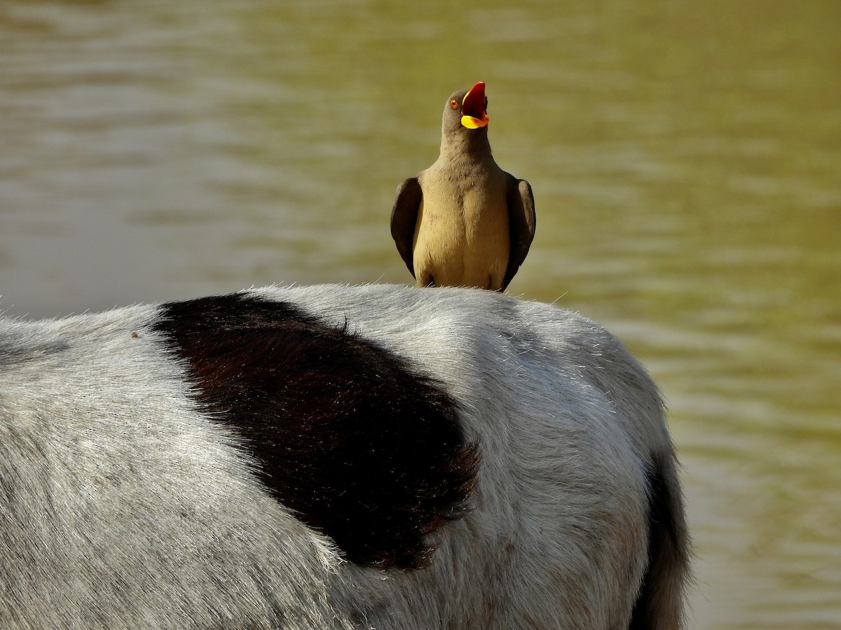 Yellow-billed Oxpecker - ML651049102