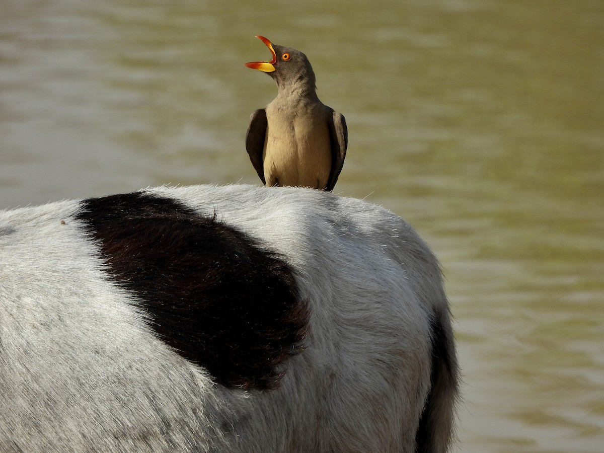 Yellow-billed Oxpecker - ML651049115