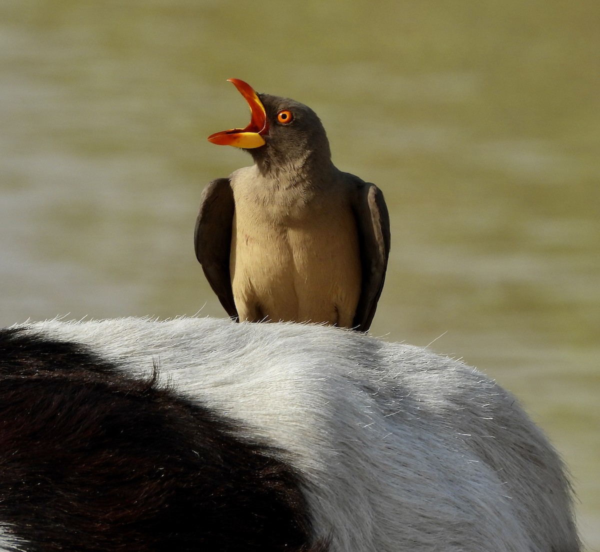 Yellow-billed Oxpecker - ML651049123