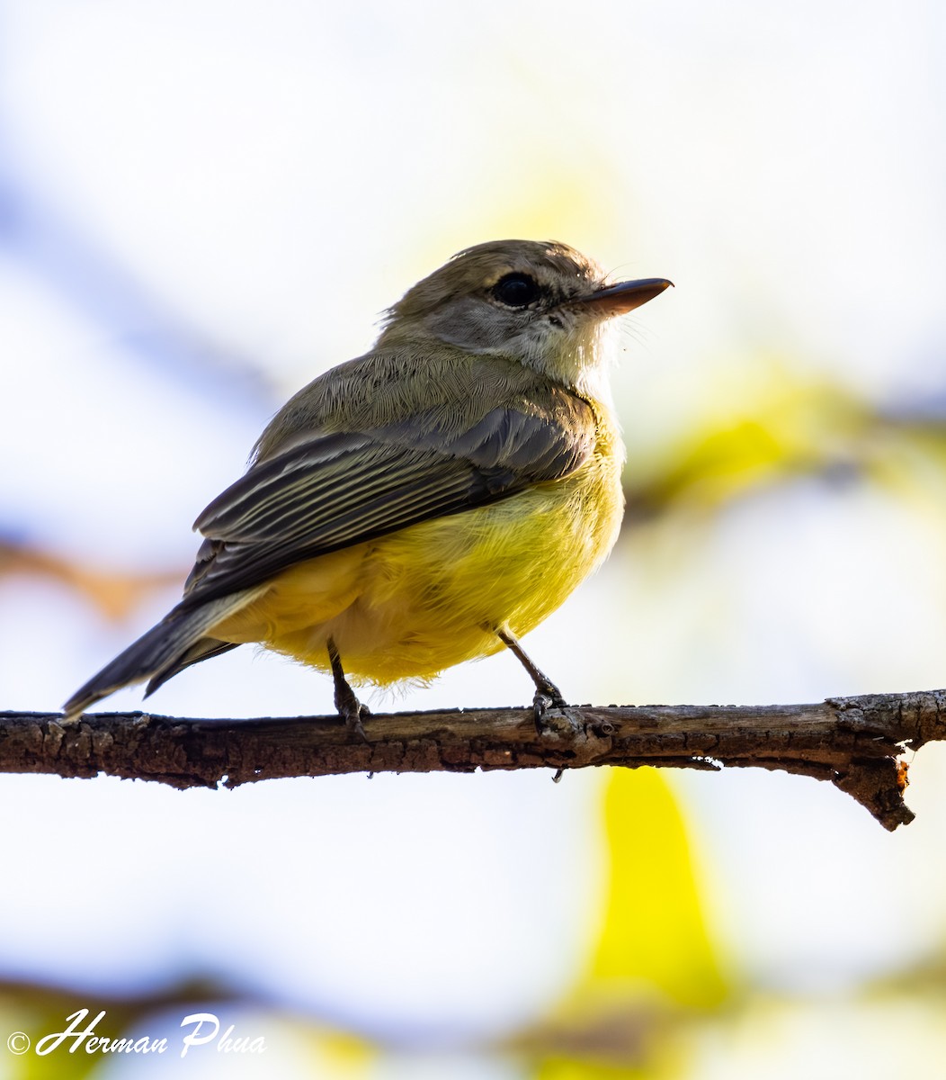 Lemon-bellied Flyrobin - ML651049163