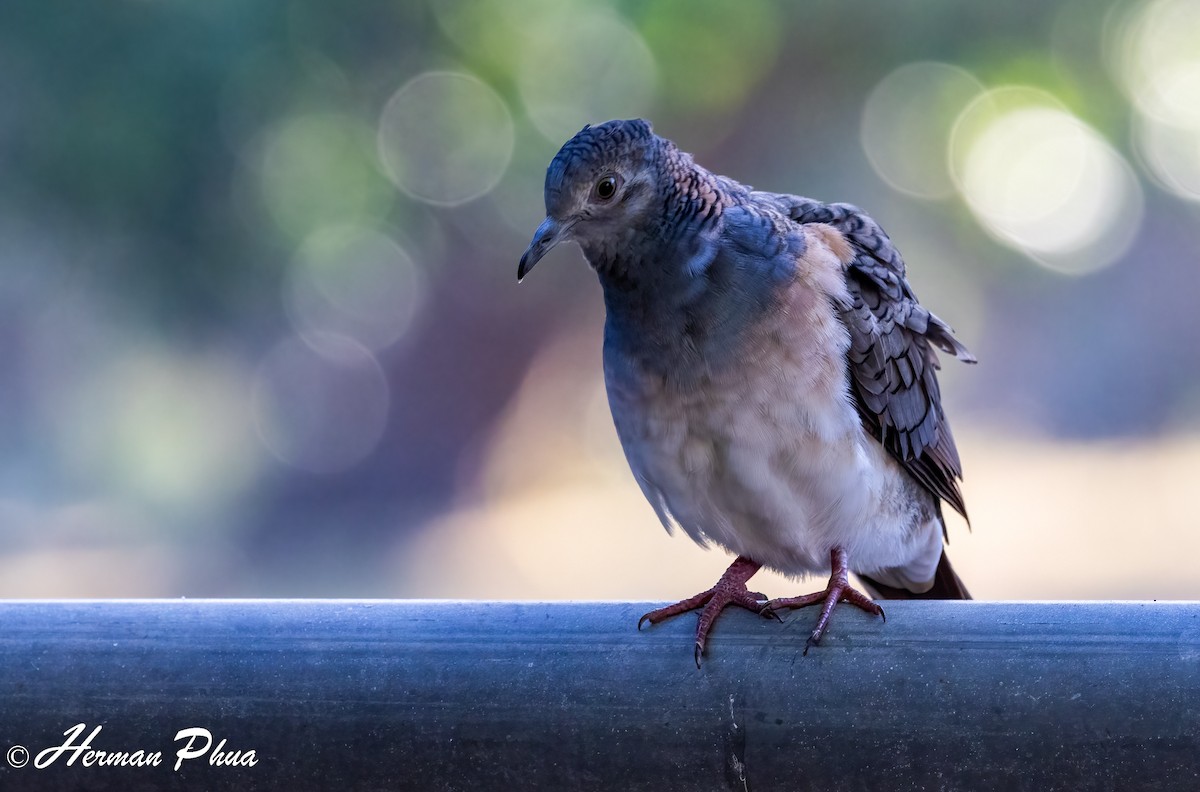 Bar-shouldered Dove - ML651049311