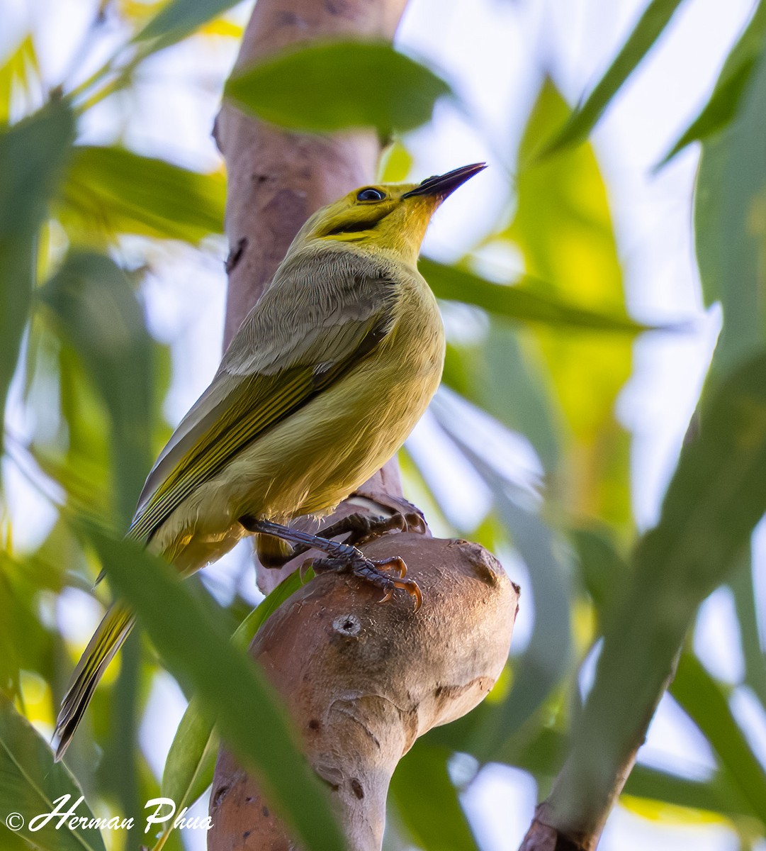 Yellow-tinted Honeyeater - ML651049317