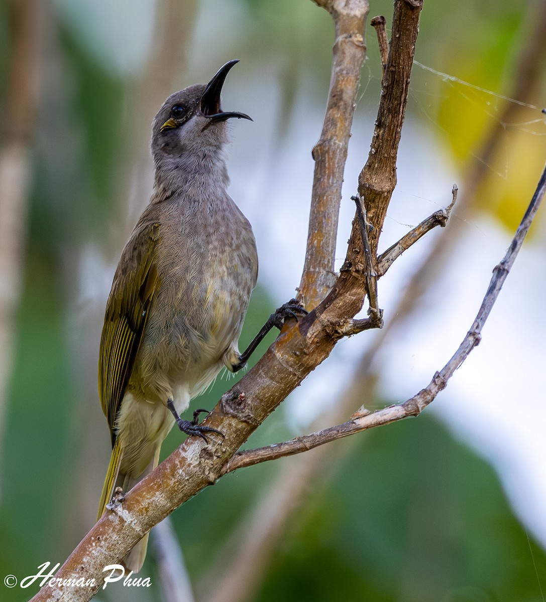 Brown Honeyeater - ML651049331