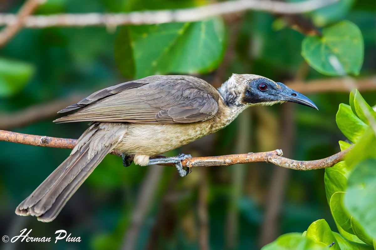 Helmeted Friarbird - ML651049346