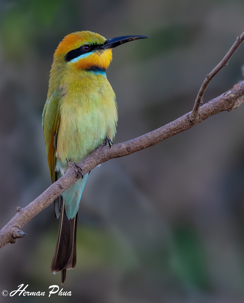 彩虹蜂虎 - ML651049420