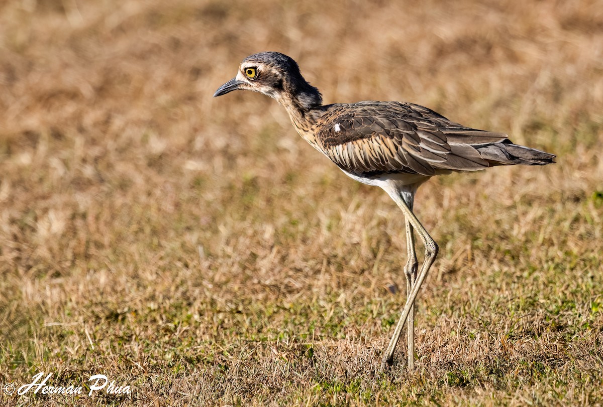 Bush Thick-knee - ML651049435