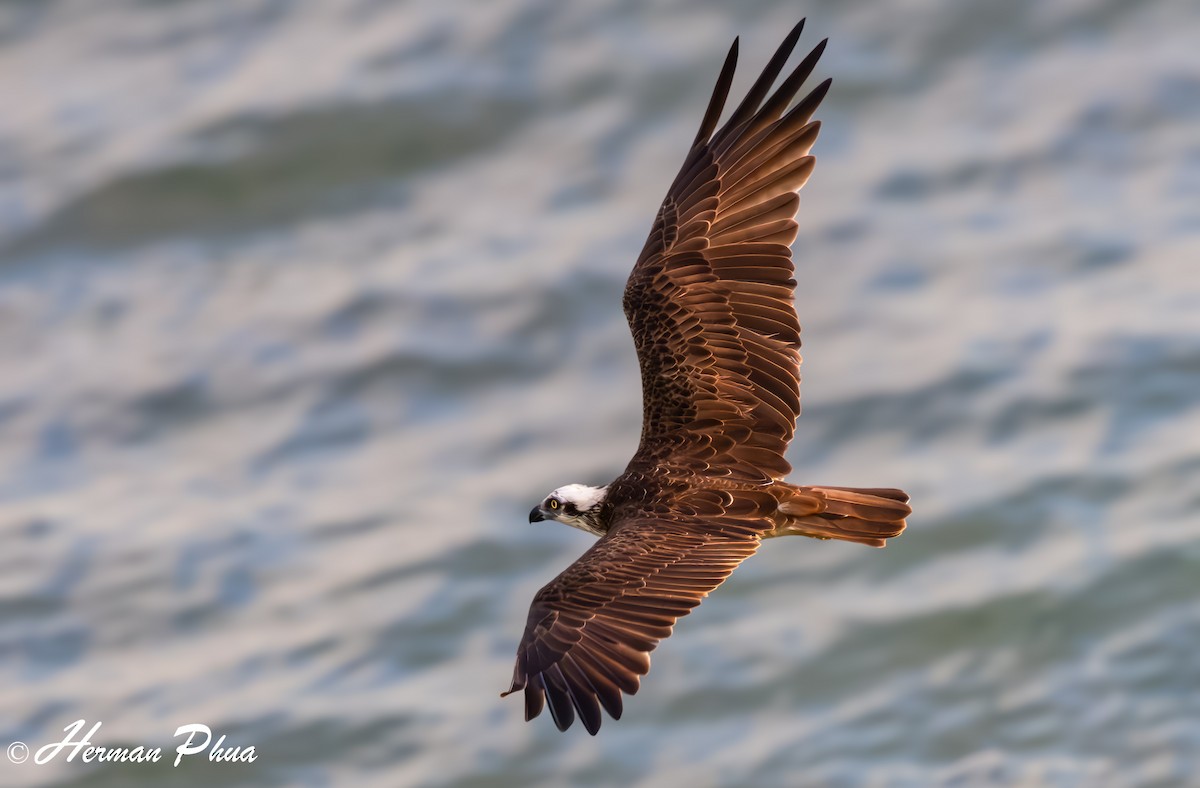 魚鷹 - ML651049567