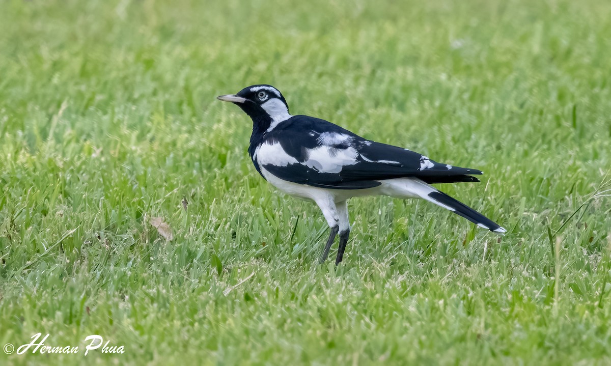 Magpie-lark - ML651049577