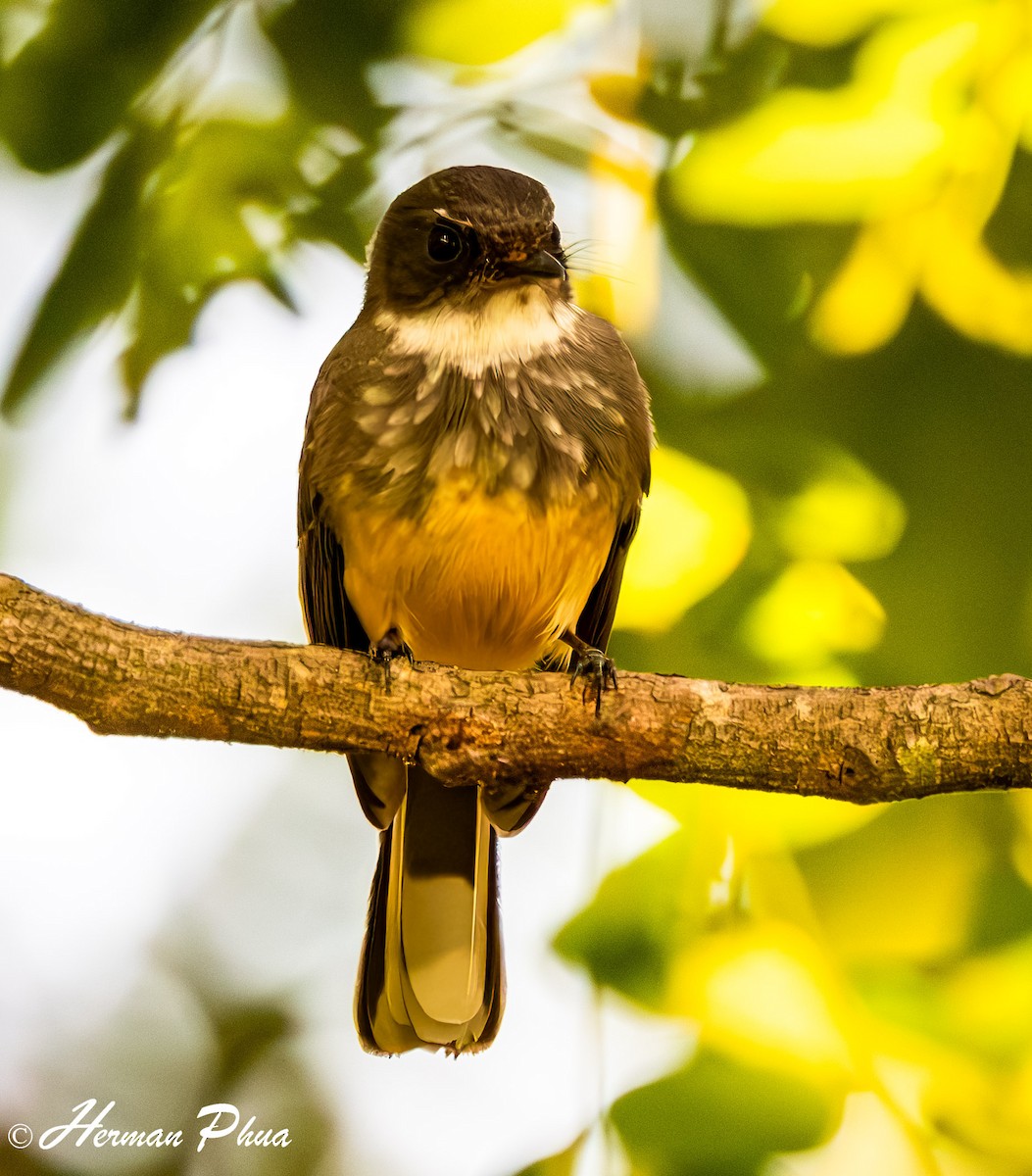 Northern Fantail - ML651049586