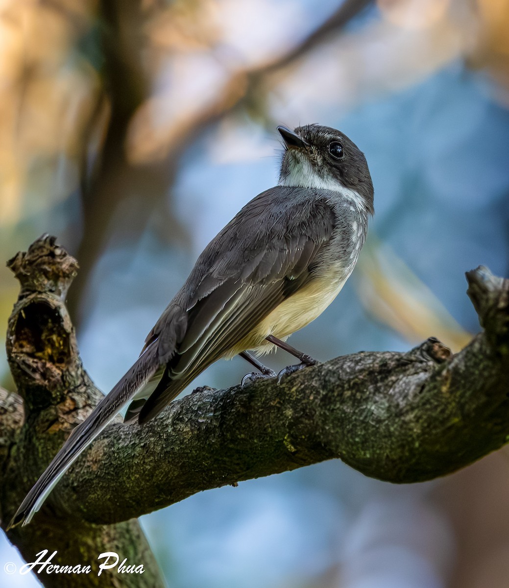 Northern Fantail - ML651049625