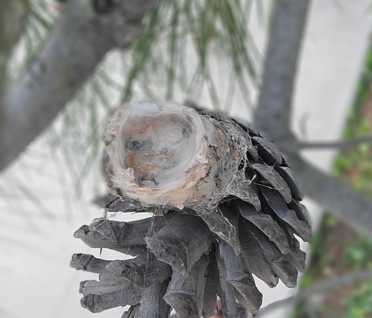 kalypta kalifornská - ML651049746