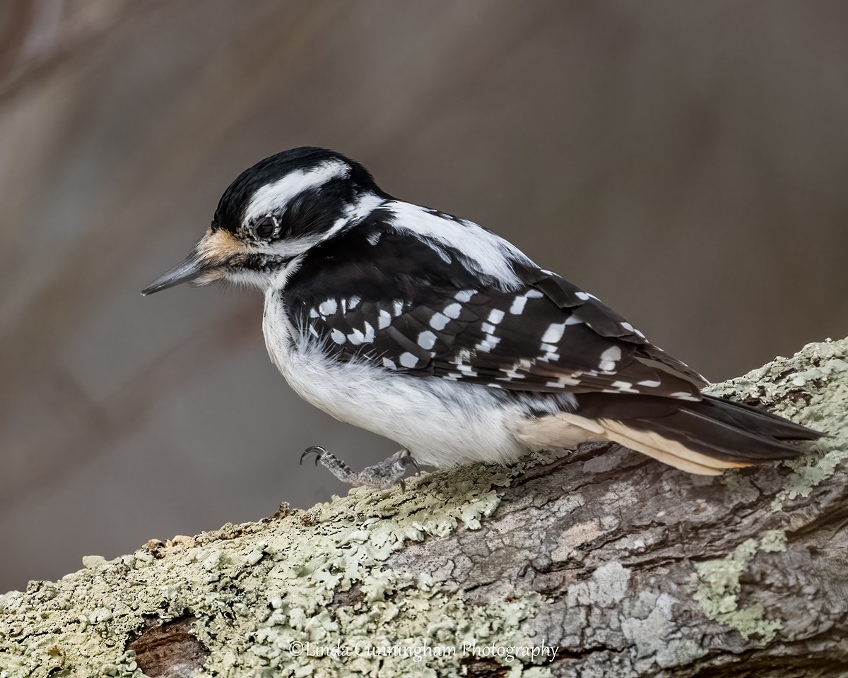 セジロアカゲラ - ML651050032