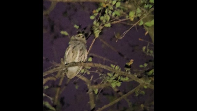 výreček arabský - ML651050233