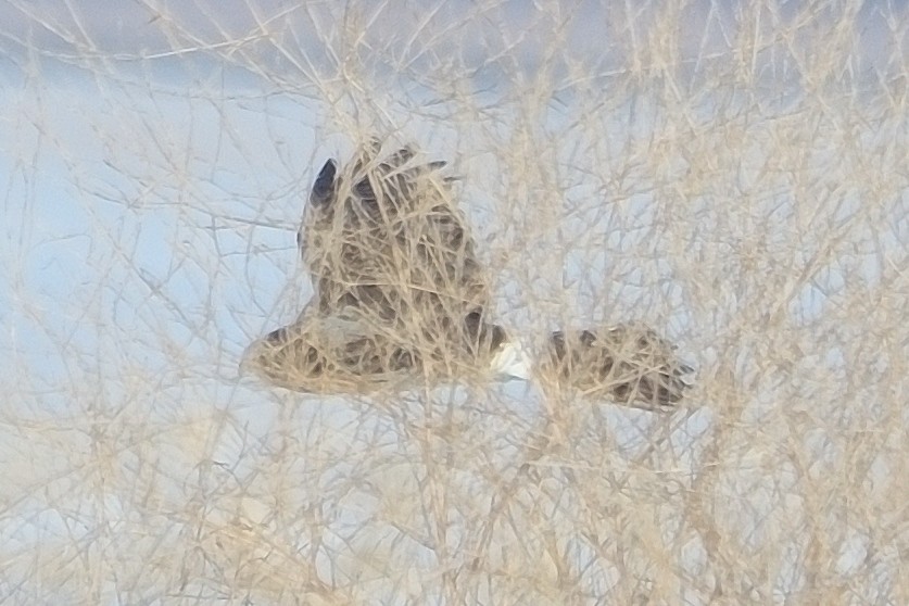 זרון אמריקני - ML651050301