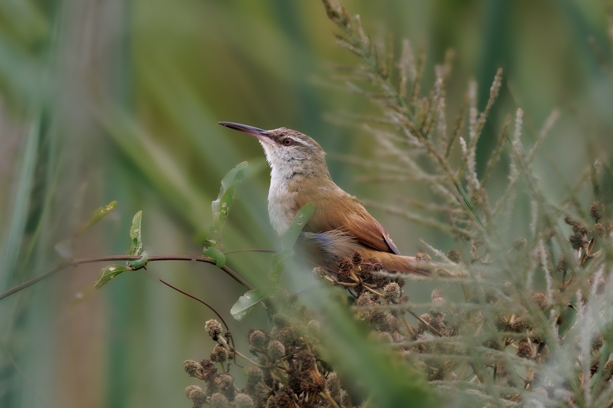 Straight-billed Reedhaunter - ML651050485