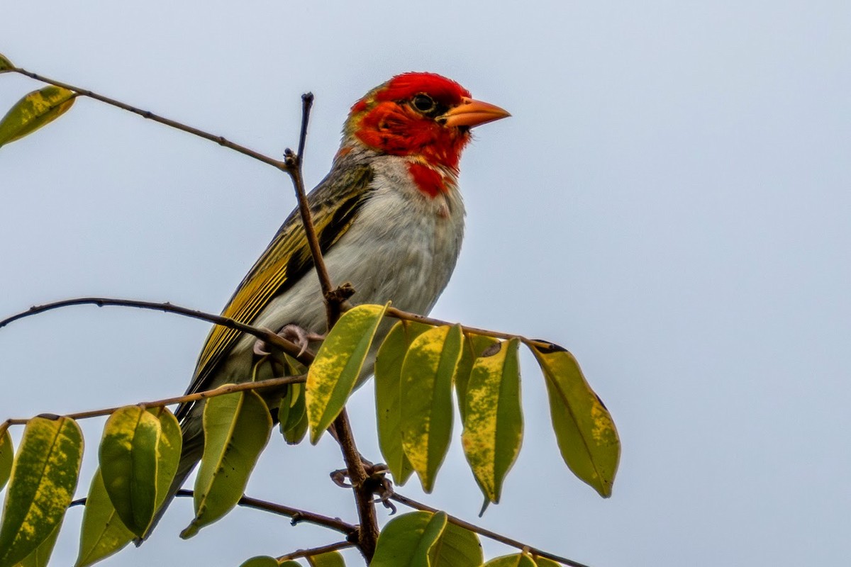Red-headed Weaver (Southern) - ML651050950