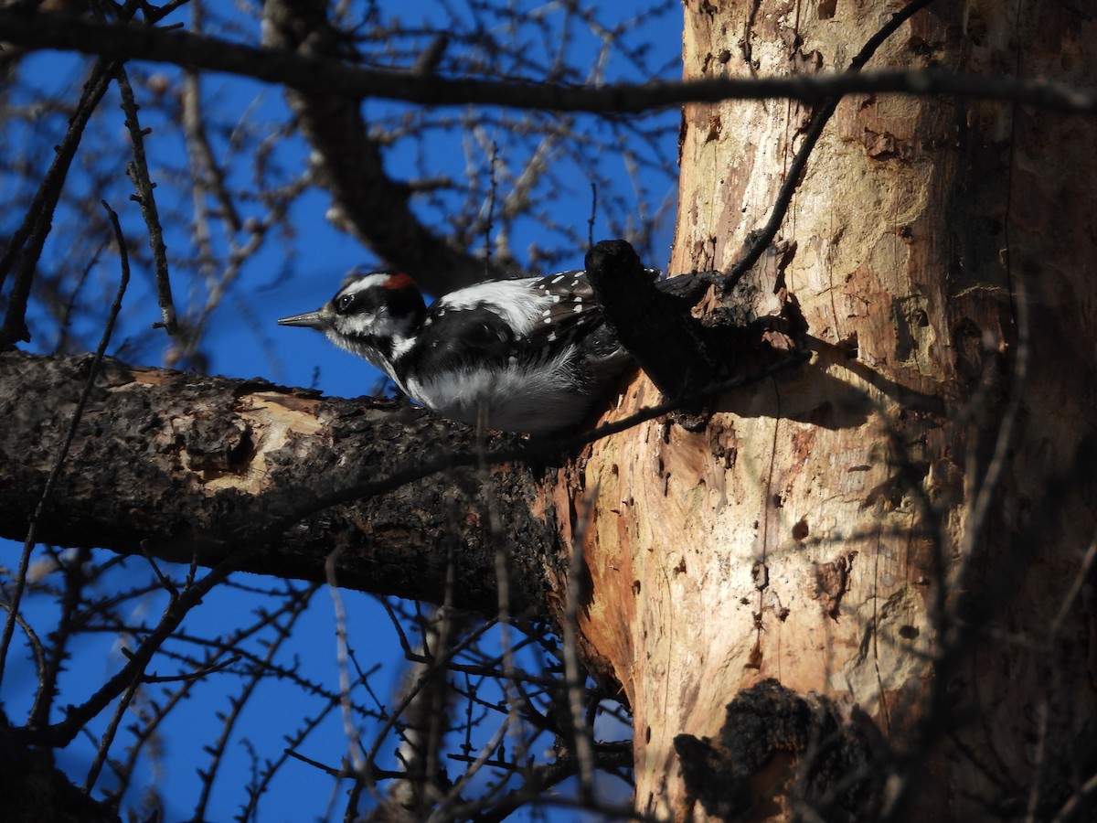 セジロアカゲラ - ML651050966