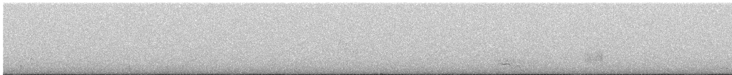 datel chilský - ML651050969