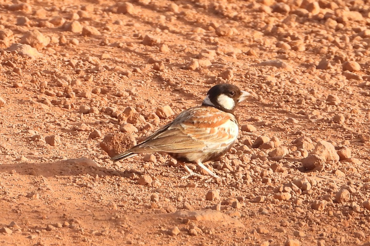 brunrygglerke - ML651051039