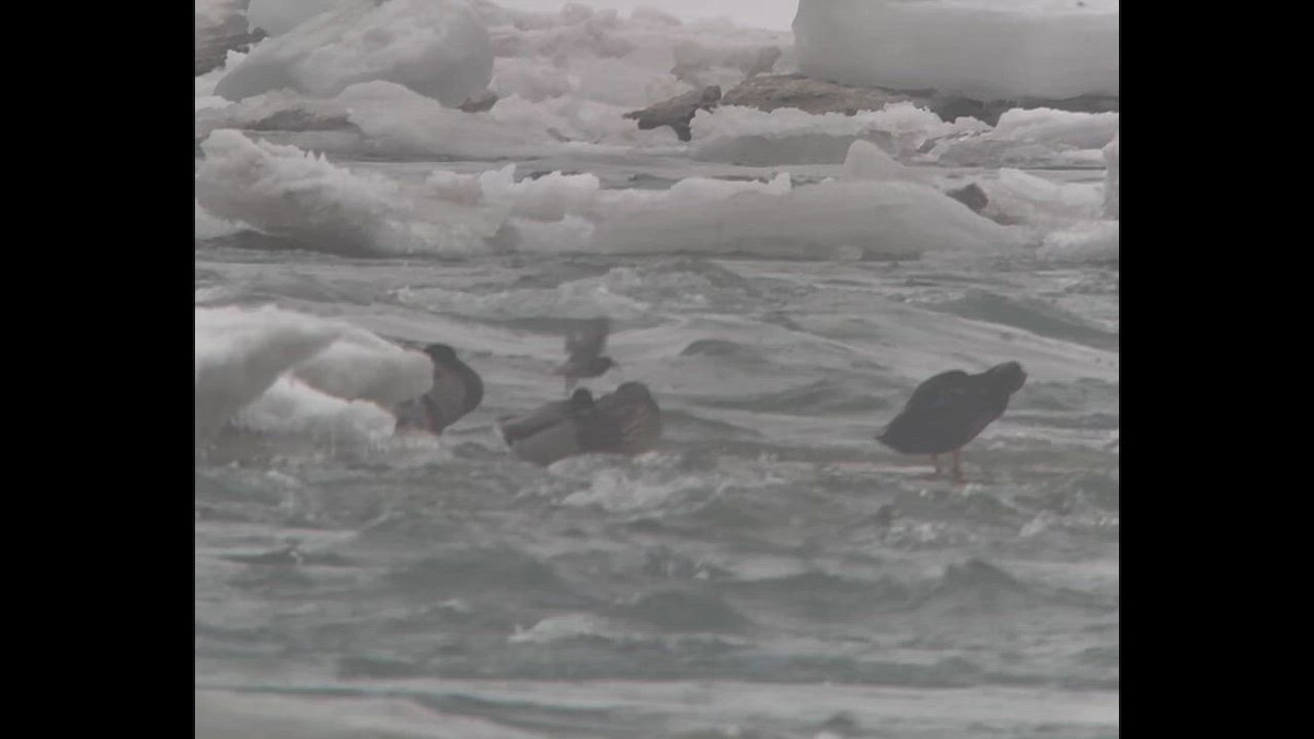 eBird Checklist - 16 Feb 2026 - Niagara Falls SP--Three Sisters Islands ...