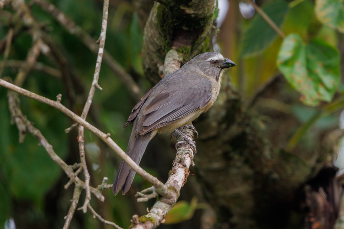 Bluish-gray Saltator - ML651051184