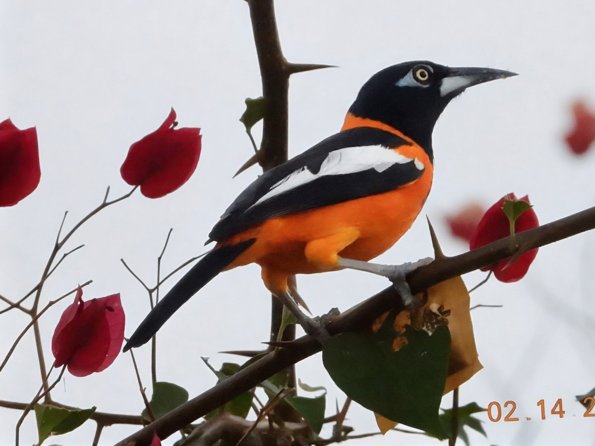 Venezuelan Troupial - ML651051267