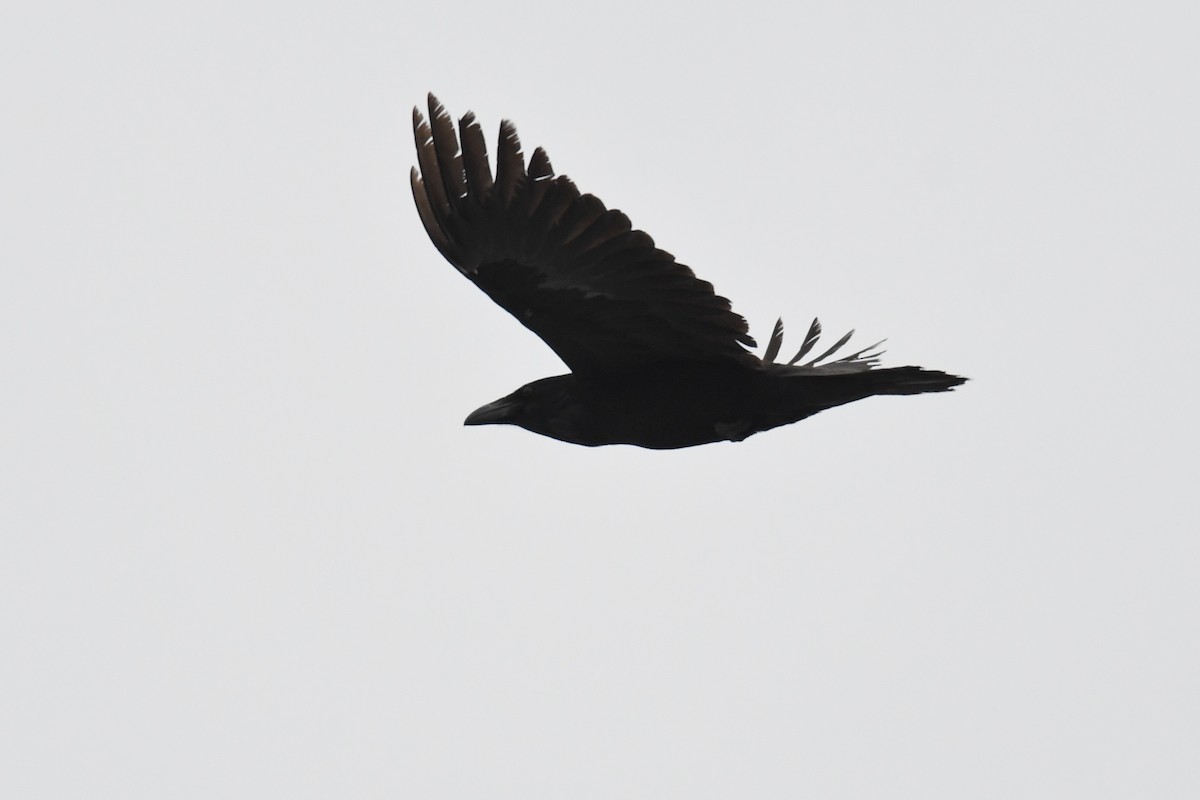 Common Raven - ML651051449