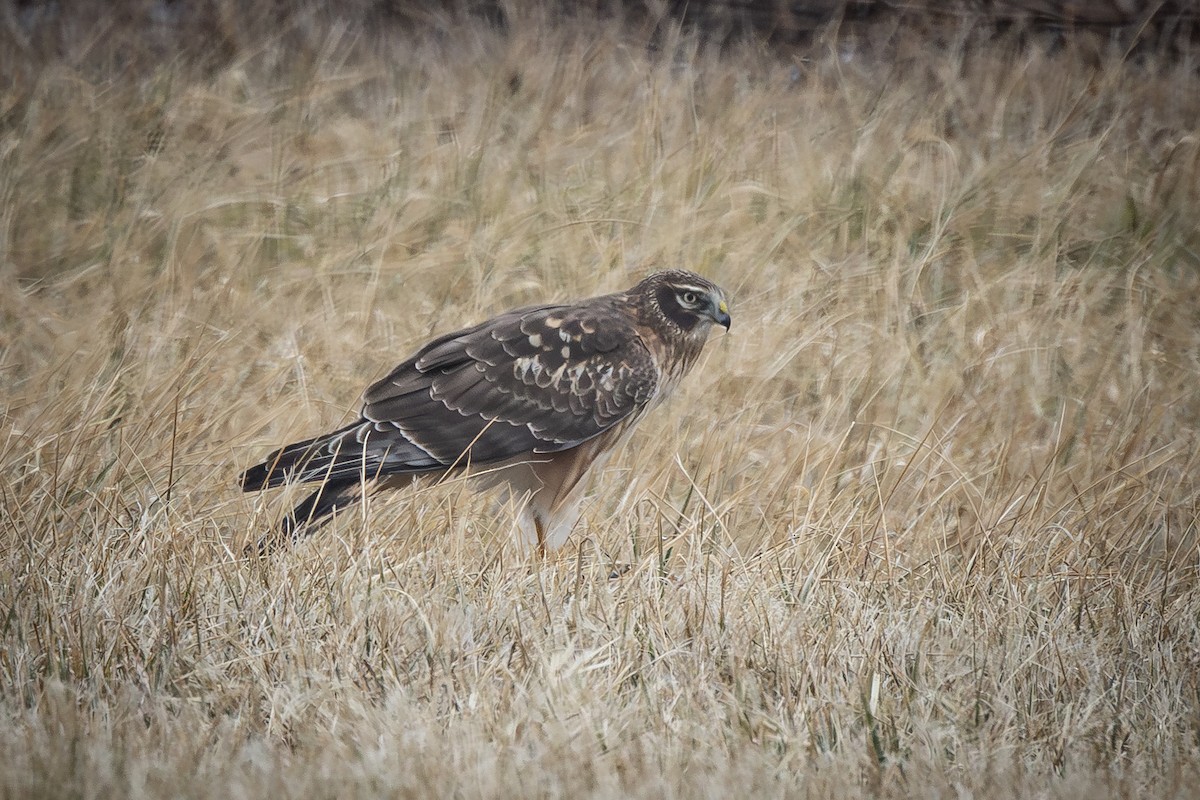 זרון אמריקני - ML651051450
