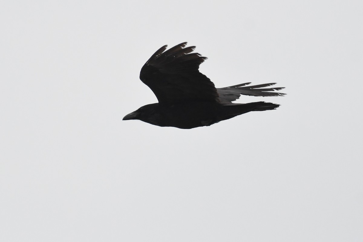 Common Raven - ML651051459