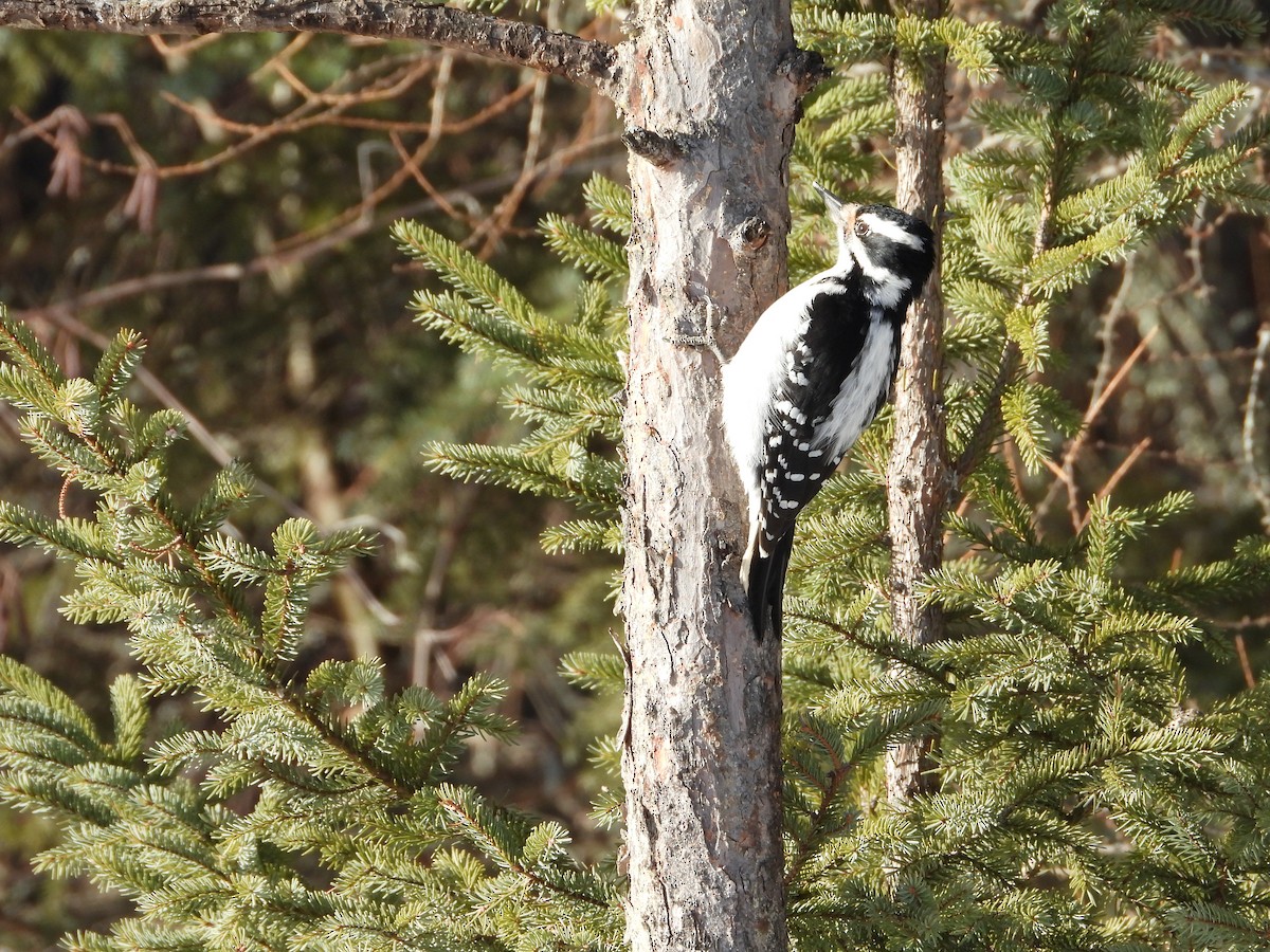 セジロアカゲラ - ML651051607