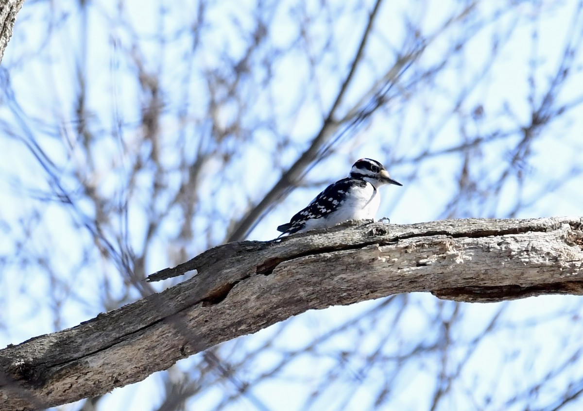 セジロアカゲラ - ML651051852