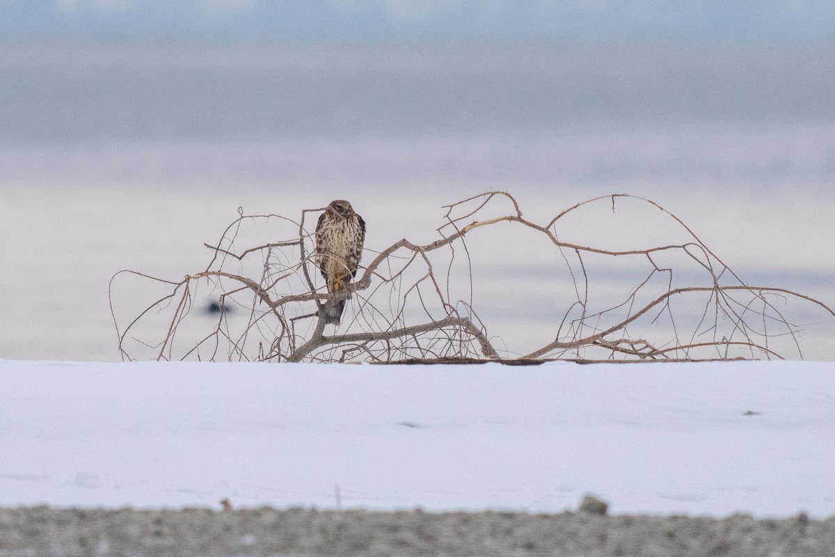 זרון אמריקני - ML651052024
