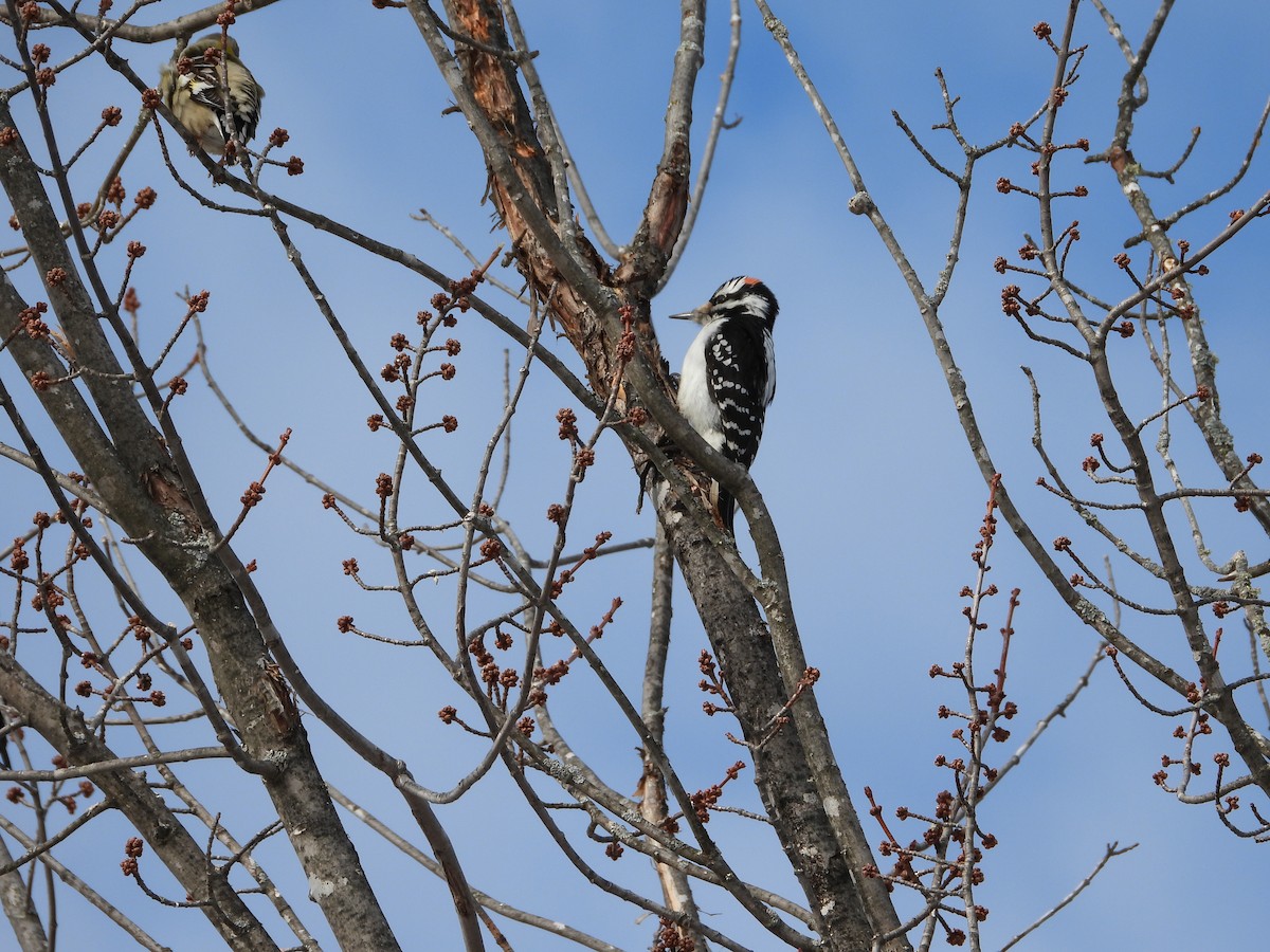 セジロアカゲラ - ML651052095