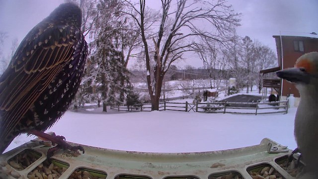 Red-bellied Woodpecker - ML651052171