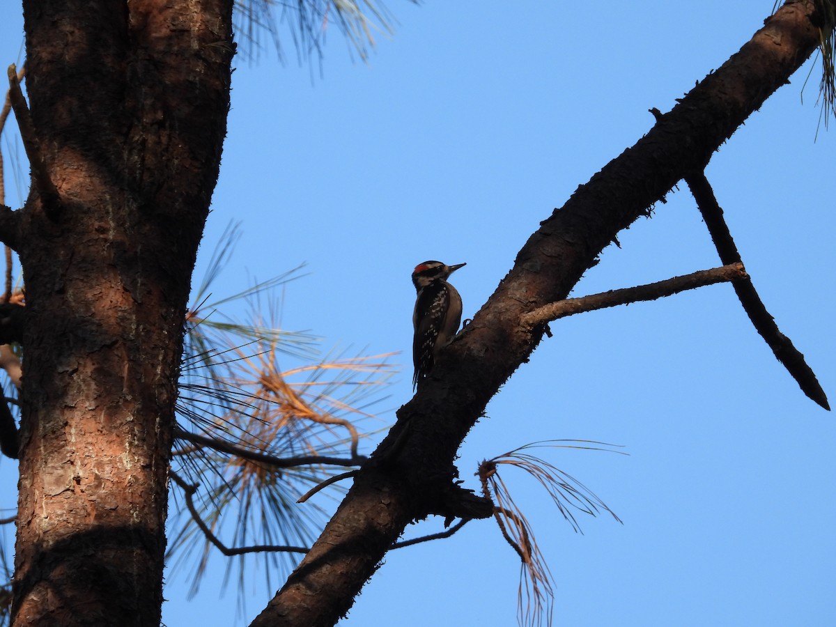 セジロアカゲラ - ML651052502