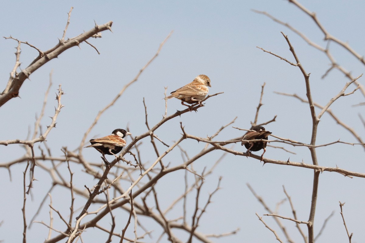 brunrygglerke - ML651052967