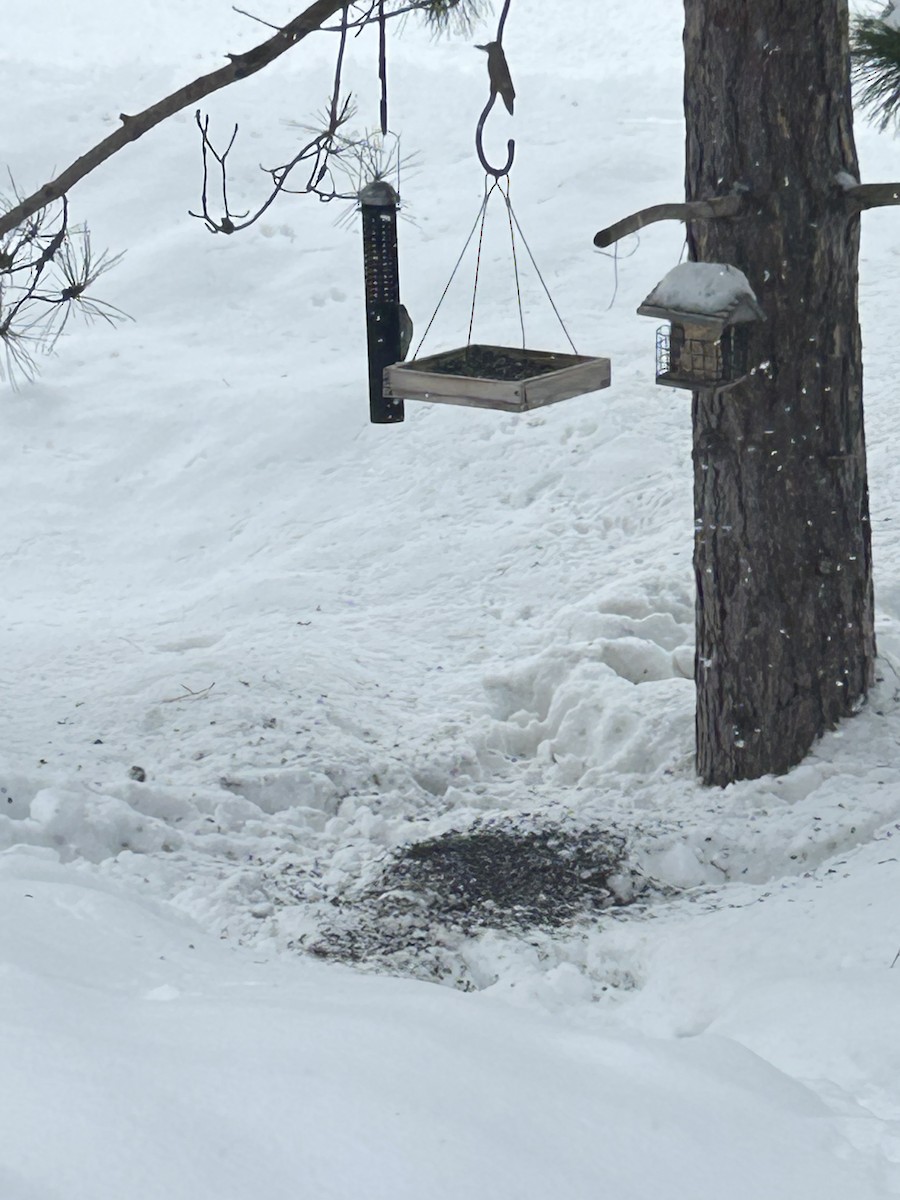 セジロアカゲラ - ML651053346