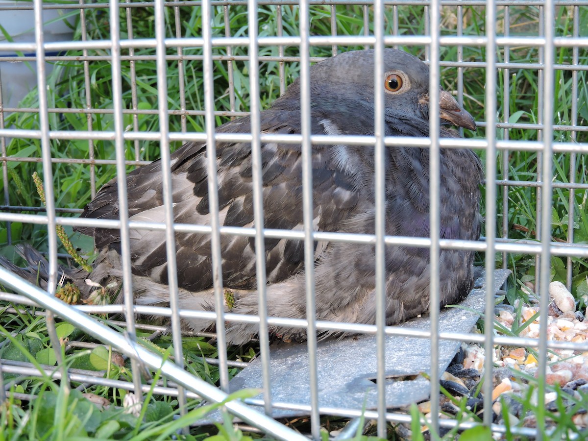 Rock Pigeon (Feral Pigeon) - ML65105351