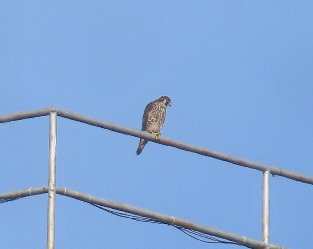 ハヤブサ - ML651053544