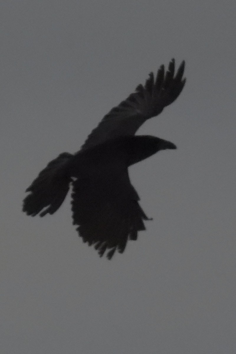 Common Raven - ML651053624